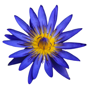 Blue Lotus (Nymphaea Caerulea)